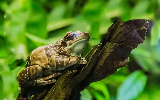ALLCACA 2.4G RC Car Boat Land Water RC Stunt Car Double Sided Remote - ALLCACA